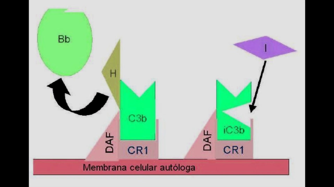 Complementary 1.16 5. Cr1 (1n) что это. N & H & s1 (CR. Ai generated).