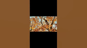 #islamicreminder #الراحة_في_القرآن #لايك #راحة_نفسية #تلاوة #حالات_واتس #quran #اكسبلور