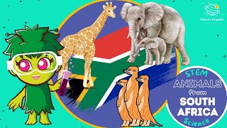 Animals from South Africa | KS1 Science | STEM and Beyond