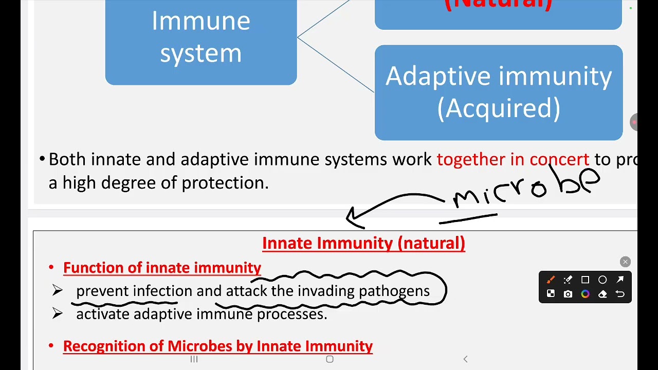  Innate immunity NINU pharmacy Dr Rawan salam