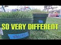 Kentucky Blue Grass vs Tall Fescue: How Turf Type, K31, & KBG Are Different