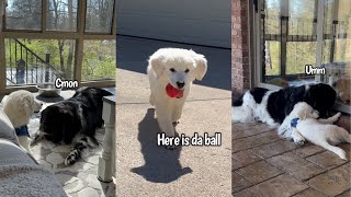 Golden Retriever Puppy Loves His Siblings