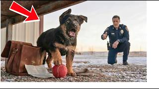 A Weak Puppy Cried for His Mother—But the Only One Who Answered Was a Retired Police Officer