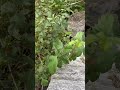 Plants Causing Itchiness in SoCal #poisonousplants #hives #sangabrielmountains