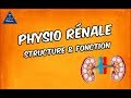 Physiologie rnale  structure et fonctions