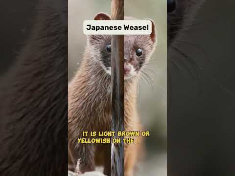 Mustela Itatsi aka "Japanese Weasel"