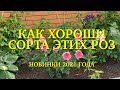 Розы. Новинки 2021 года. Я в восторге от некоторых сортов. Как они хороши!!!  🌹🌹🌹