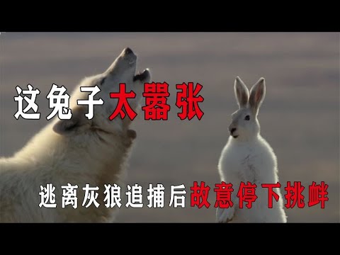 这兔子太嚣张，逃离灰狼追捕后故意停下挑衅，结果被狼群捕杀