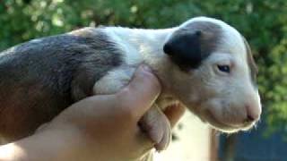 Hembra Bullterrier Standar