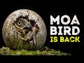 Giant Extinct Bird Is Being Brought Back to Life
