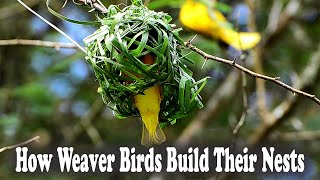 How Weaver Birds Build Their Nests