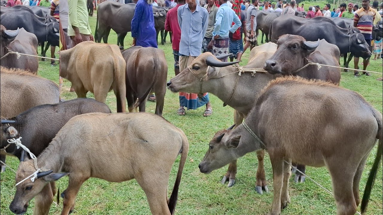 আজ ৩১/১/২৬ | সবচেয়ে ছোট ছোট মহিষের বাচ্চার দাম জানুন | কাহারোল হাট 