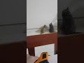 cats and laser
