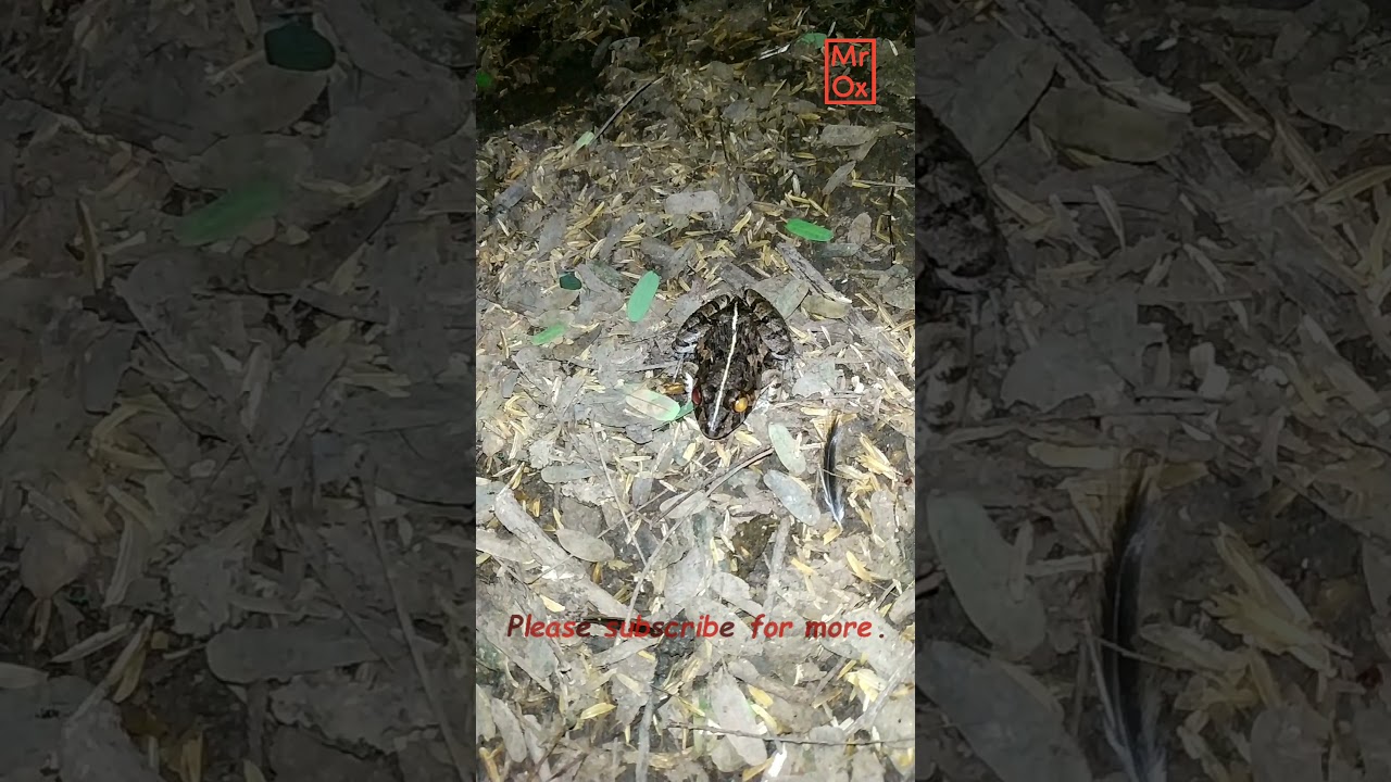 Asian grass frog. ส่องเขียด เขียดอีโม่