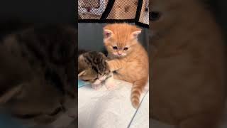 kitten 🐈😍 #cat #shorts #cute #funny #cats #catvideos #catshorts