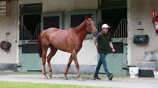 2022 Summer Sale - Lot 406 VALIABAD (SIYOUNI x VALDIYANA)