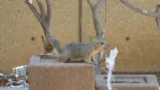 Squirrel drinking from fountain at UCLA
