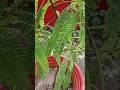 Indian #plant #photography