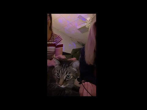 tiktok live 6/20 - tiny mic/hamlet asmr & room tour!