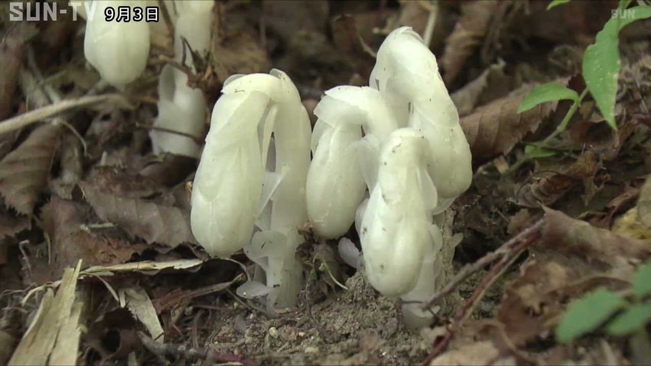 The elusive plant, Monotropa uniflora, is in full bloom. - YouTube