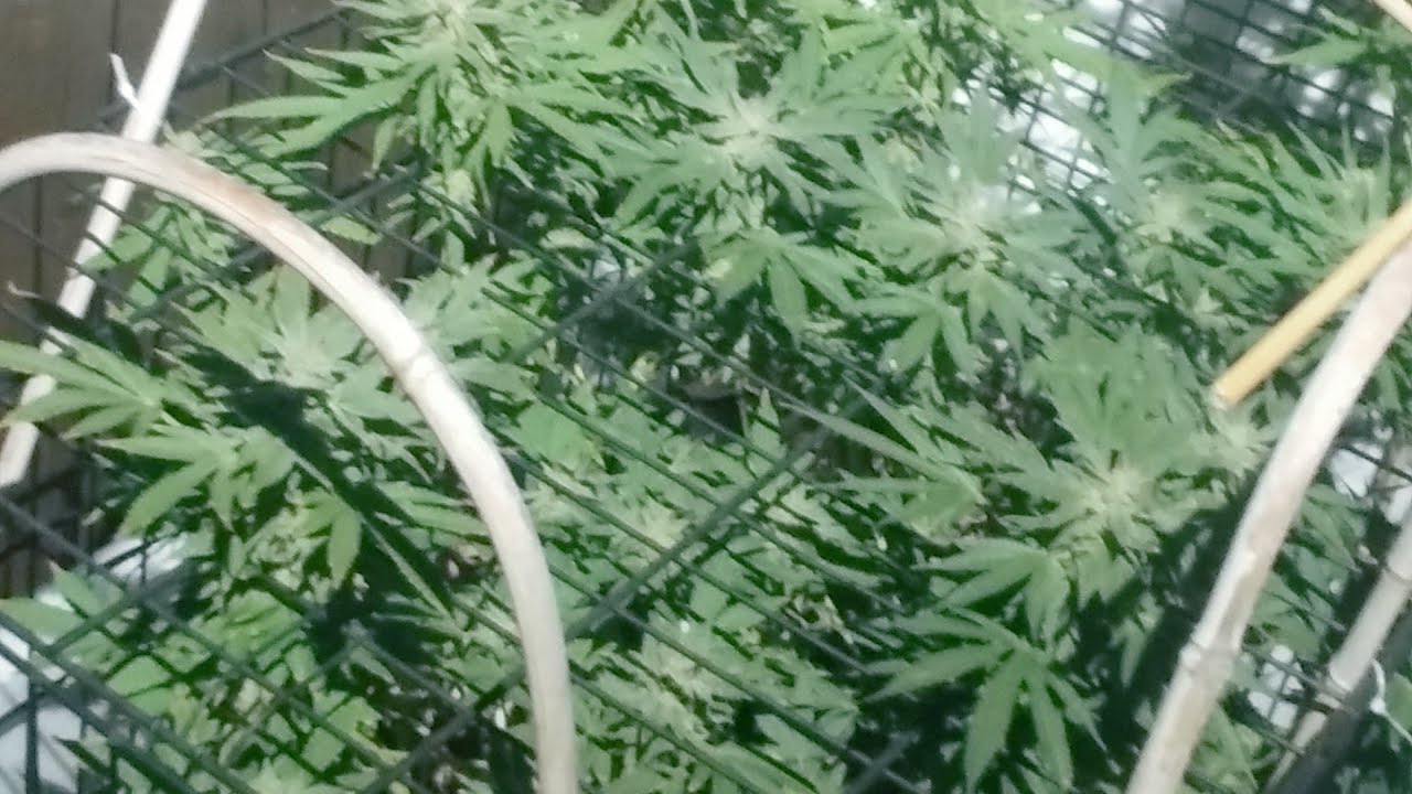 Cannabis Plants Facing Snow! How I Wrap My Heated Cage to Make It! Novice Outdoor Home Deck Grow