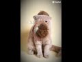 Omg am a coconut#cat#cute#funny 