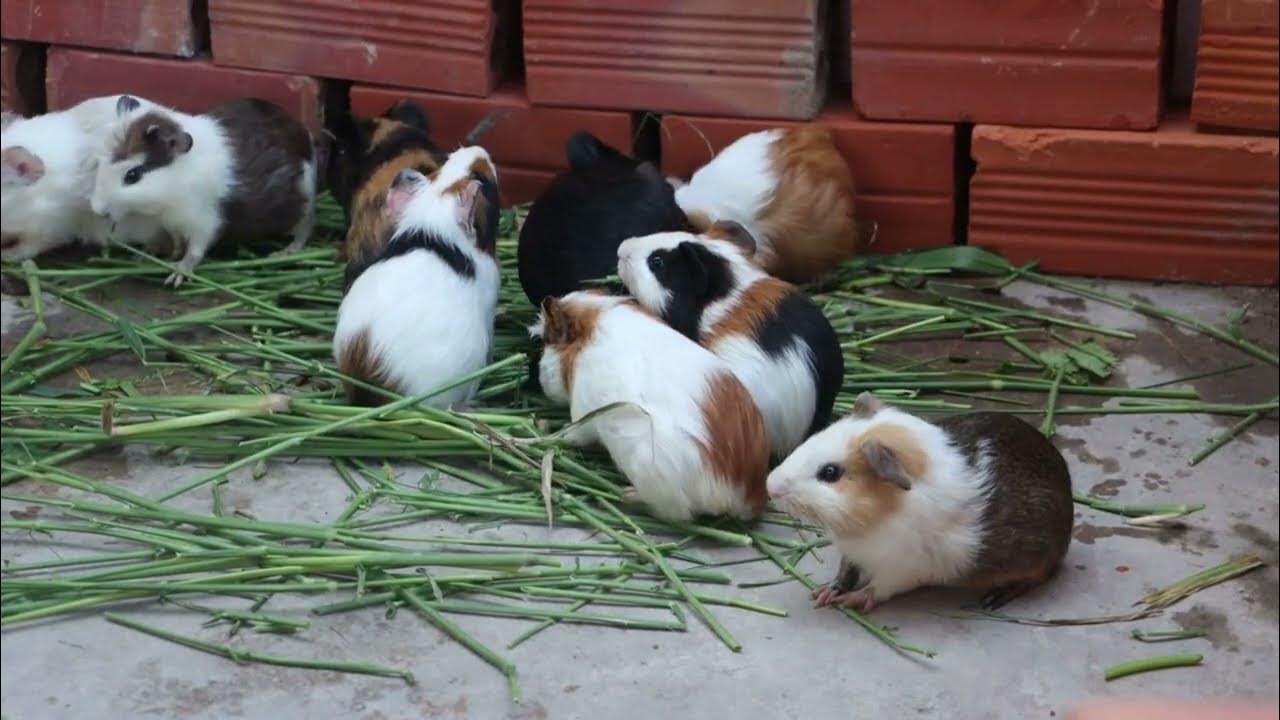 Mouse rats eating carrots and grass part 15 YouTube