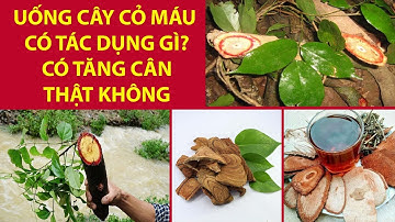 UỐNG CÂY CỎ MÁU CÓ TÁC DỤNG GÌ? CÓ TĂNG CÂN THẬT KHÔNG?