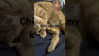 Chill with my kitten #deltarune #undertale #memes