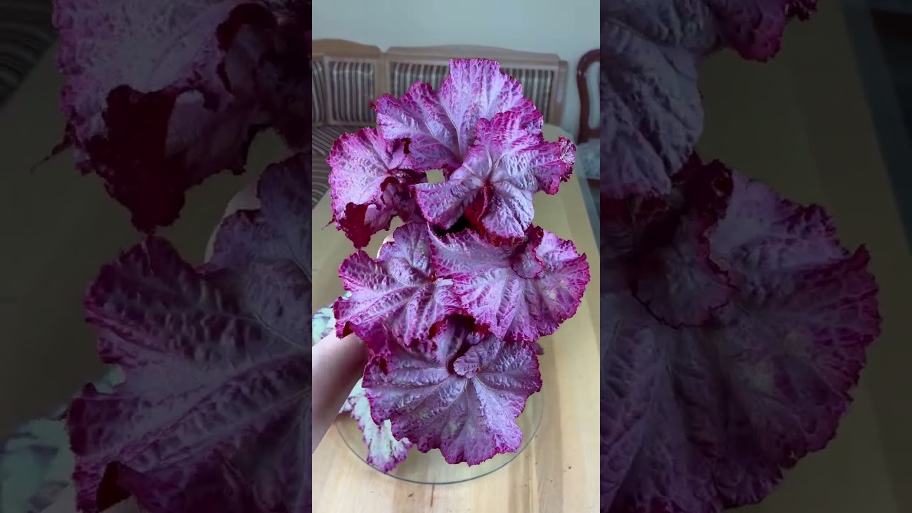 Бегонии для покупателя 