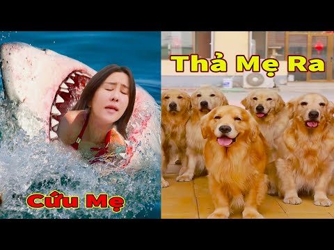 Thú Cưng TV | Trứng Vàng và Trứng Bạc #40 | Chó Golden Gâu Đần thông minh vui nhộn | Pets smart dog