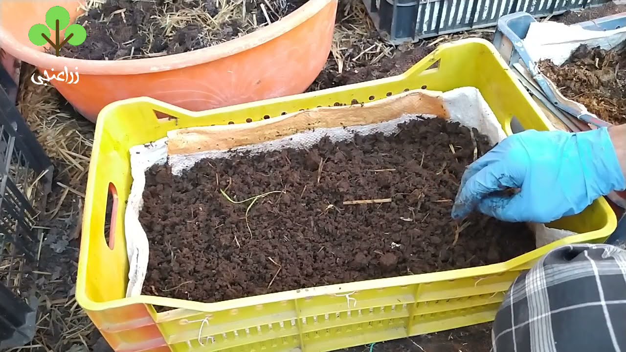 تجربة سبلة الدواجن مع مزرعه الفيرمى كمبوست |دود ريد ويجلر #زراعنجى