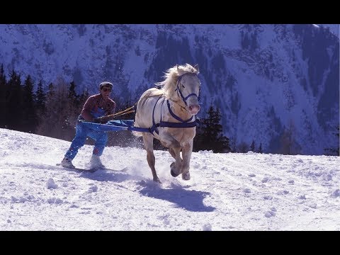 Video: Skijoring: Yhdistelmä Hiihtoa Ja Koiravaljakkoajelua