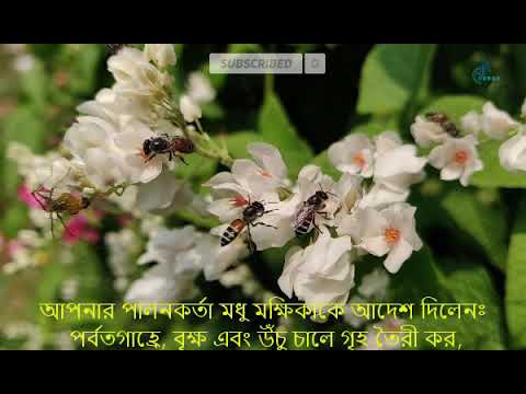 ভিডিও: দয়ালু এবং চিন্তাশীল?