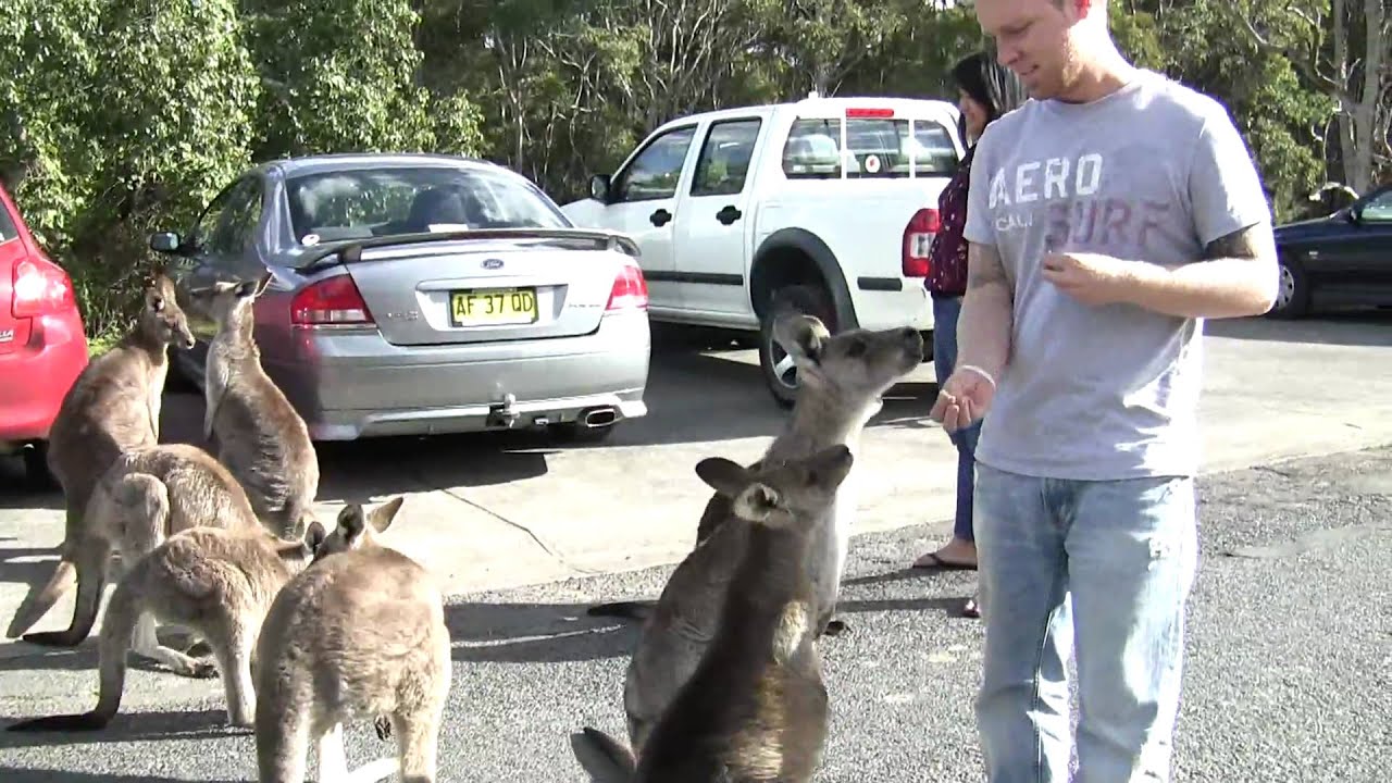 feeding kangaroos