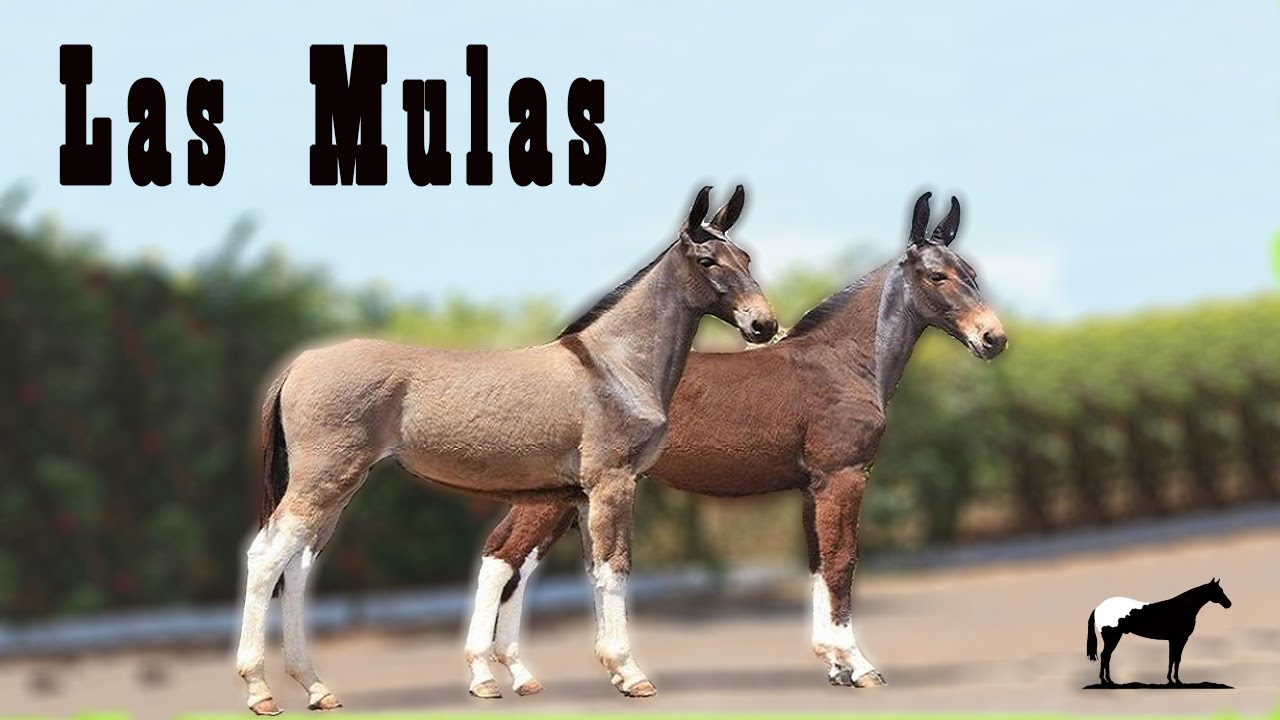 Las Mulas 🐴-Del Cerro Soy