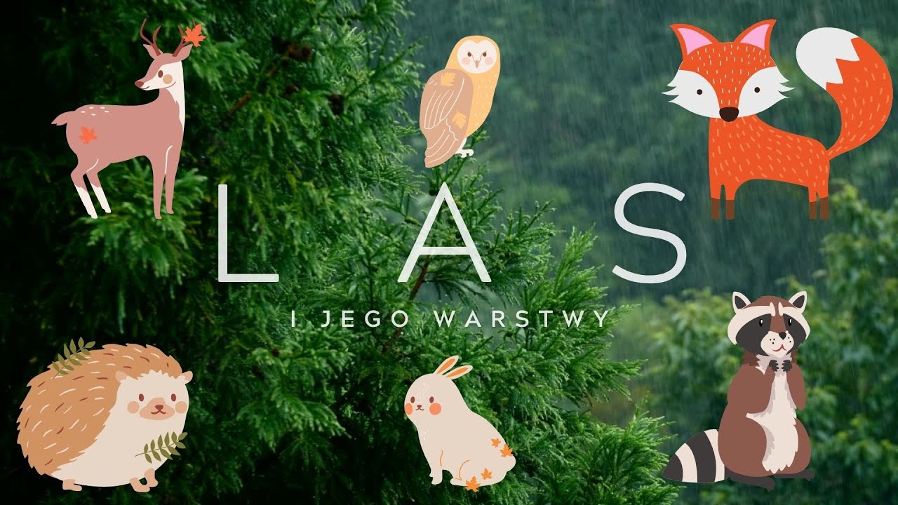 Las Film Edukacyjny Dla Dzieci Las i jego warstwy. Mieszkańcy poszczególnych warstw (FILMIK EDUKACYJNY