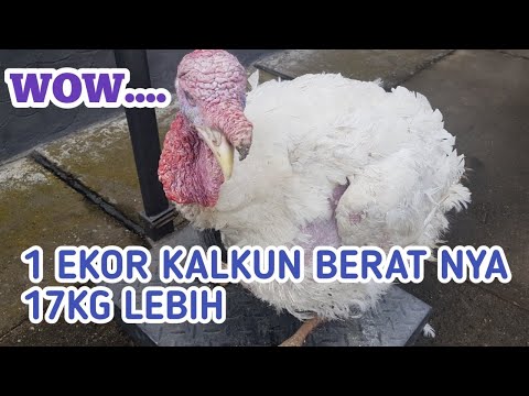 Video: Potongan Kalkun Berair