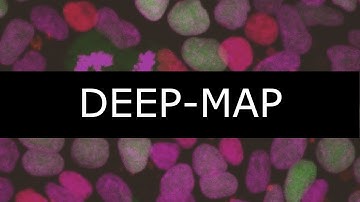 Predicting ‘live’ cell fate dynamics in hPSCs by deep learning enhanced morphological phenotypin