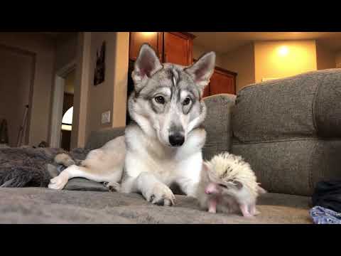 Introducing our coyote husky to Meiomi