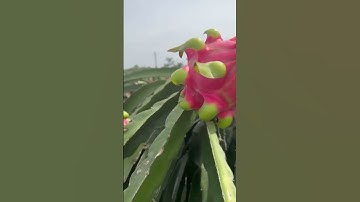 1 công đất giá rẻ chỉ 250 triệu tại Tiền Giang #nhadep #datgiatot #nhadattiengiang