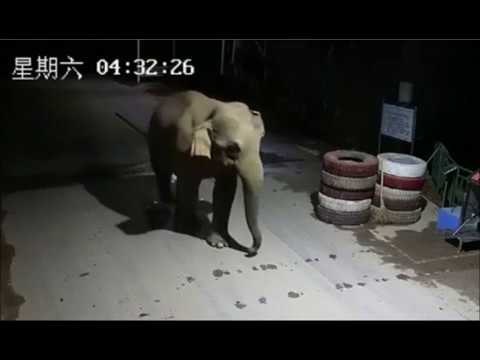 camera iphone 8 plus apk Elephant passes border of China and Laos without being checked, steps over barrier,