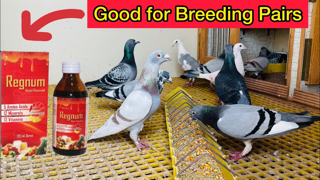 Breeding tips for Racing Pigeons | Pakistani pigeon loft - YouTube