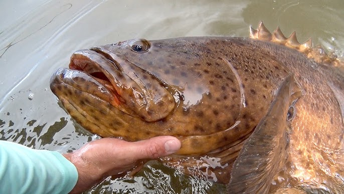 Goliath Grouper Broke @chewonthisfishing's Rod! 