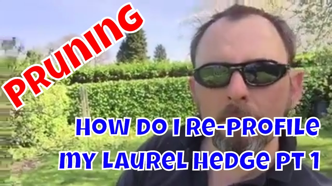 How do I re-profile my Laurel hedge pt 1 - Pruning - YouTube