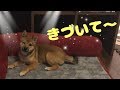 柴犬（豆柴）みかん｜飼い主を見つめ続ける意外な理由に反省…。