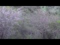 caza de liebres con zorreros los millaferas