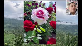 Download Lagu Iu miền Nản chình zung  MP3