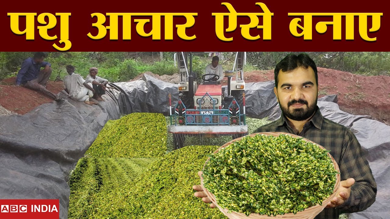 हरे चारे का पशु आचार | How to make Silage | सालभर हरा चारा | How to Store Green Fodder | maki achar