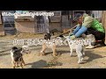 【77歳ヤギ飼い#28】ヤギたちをみてると仕事が出来なくなります「72歳からの楽しいシニアライフ#111」